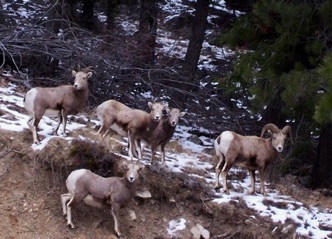 Bighorn sheep